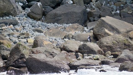 Milford Sound New Zealand penguin on a rock