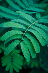 the delicate beauty of Abrus precatorius leaves, commonly known as daun saga