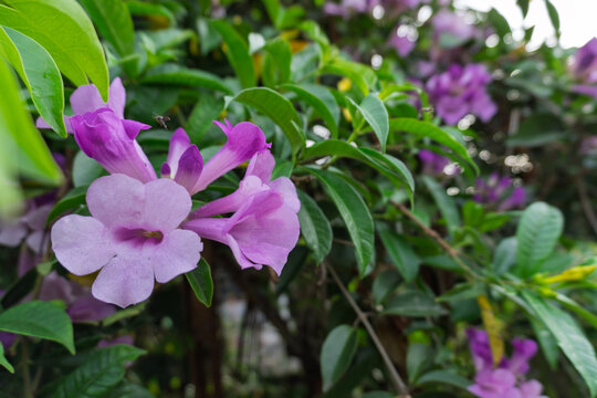 the stunning beauty of the Mansoa alliacea, commonly known as the garlic vine