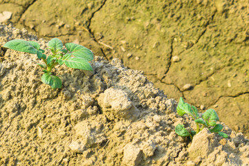 green healthy leaves of young potato plant. Organic Solanum line in phureja plant in the field. Potato fields. Phureja plant. Potato, young plant growing potatoes in the ground
