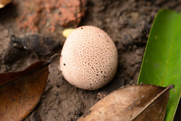 The natural beauty of mushrooms