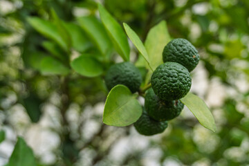 a fresh lime (Citrus aurantiifolia) hanging from its tree