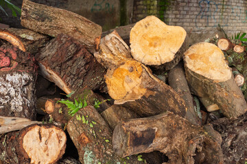 a large pile of firewood logs that have yet to be split