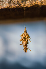 a close-up of a caterpillar chrysalis (cocoon) hanging from a piece of wood
