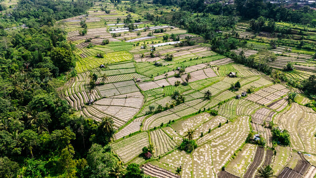 Rice paddies forming beautiful patterns in Bali, Indonesia
