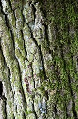 View on a tree trunk at the neroberg in wiesbaden hessen germany