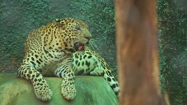 leopard or Panthera pardus at Arignar Anna Zoological Park also known as the Vandalur Zoo, a zoological garden located in Vandalur, Chennai. It is affiliated with the Central Zoo Authority of India.
