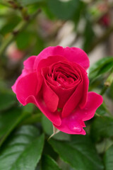 the beauty flower of rose