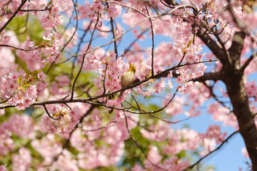 河津桜とメジロ　日本の春の風景