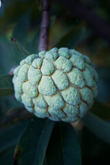 Fototapeta premium the unique beauty of Annona squamosa, commonly known as srikaya or sugar apple