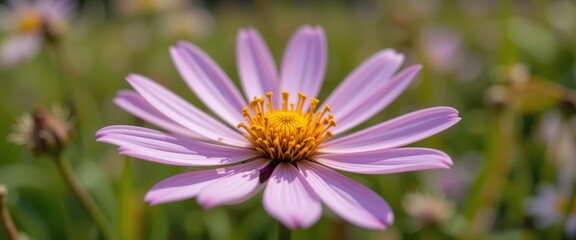 Obraz premium close-up macro shot of a delicate pink flower in bloom. perfect for nature, botanical, or floral designs. vibrant colors and intricate details.