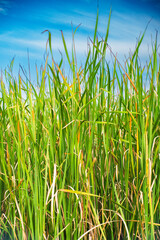  the wild beauty of Imperata cylindrica, commonly known as rumput alang-alang