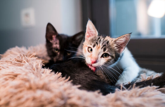 Loving kittens on bed 