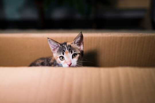 Cute kitten inside box