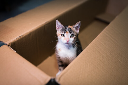 Sweet kitten inside cardboard box