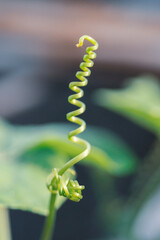 the intricate vine of a climbing plant