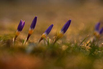 Krokusy, wiosenne tło kwiatowe, marzec 2025. © Elżbieta Kaps