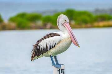 Australian Pelican perching on a boat mooring at Mallacoota Inlet