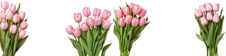 Fototapeta premium Soft Focus Close up of a Gorgeous Bunch of Fresh Pink Tulip Flowers Against a Bright White Background Elegant Floral Arrangement in Springtime Perfect for Mothers Day Valentine s Day