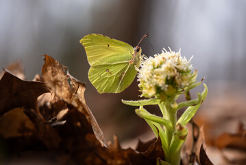 Wiosna 2025, motyl cytrynek na kwiatach lepiężnika białego. © Elżbieta Kaps