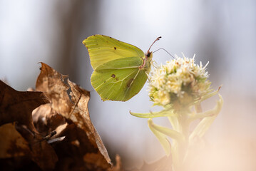 Wiosna 2025, motyl cytrynek na kwiatach lepiężnika białego. © Elżbieta Kaps