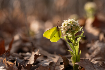 Wiosna 2025, motyl cytrynek na kwiatach lepiężnika białego. © Elżbieta Kaps