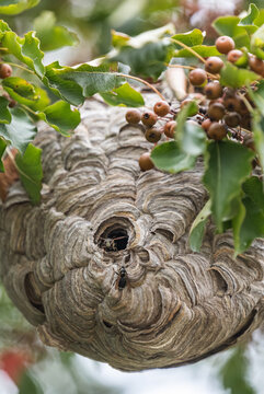 Bald faced hornet nest