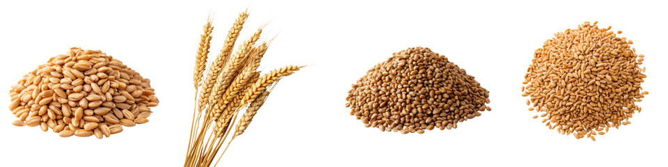 Fototapeta premium An assortment of whole grain ingredients including wheat barley oats and other cereals arranged in piles on a white background This image represents the natural healthy
