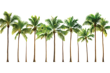 palm trees vector illustration
