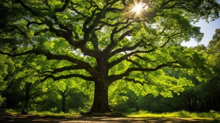 Fototapeta premium forest northern red oak tree