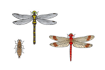 トンボセット(オニヤンマ、赤トンボ、ヤゴ) © 広瀬孝二