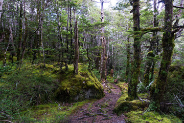 苔むしたニュージーランドの美しい森