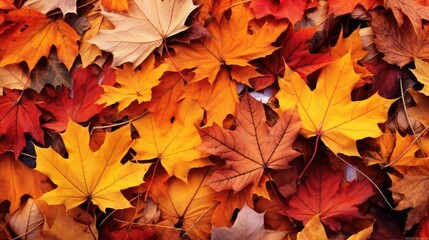 Fototapeta premium lavs e leaf