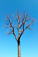 Fototapeta premium Tree with bare branches against a clear blue sky, wood, growth
