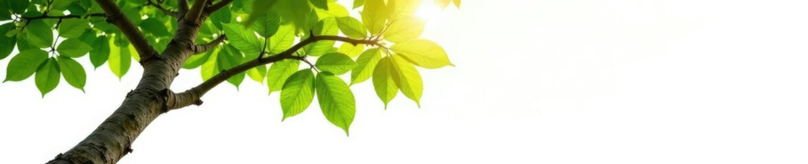 Tree isolated on white background with sunlight filtering through leaves, foliage, green, isolation