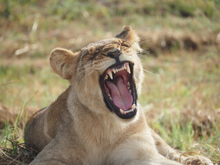 Close up of lion yawning or growling at camera - African Safari in Hwange Park, Zimbabwe