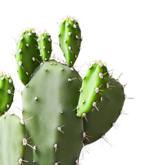 Naklejka premium Beautifully unique cactus plant with distinctive features adding a touch of nature to your living space isolated white background