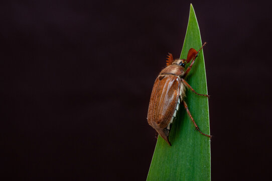 Tree-beetle (Melolontha vulgaris)