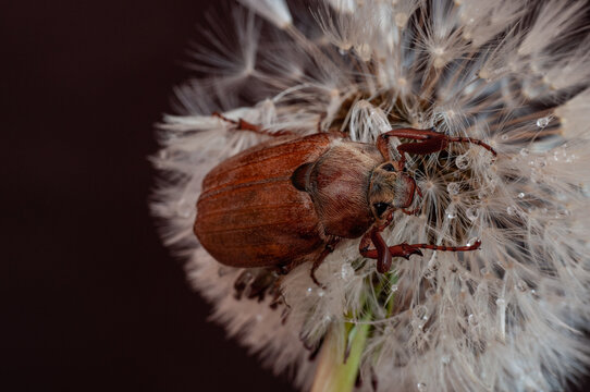 Tree-beetle (Melolontha vulgaris)