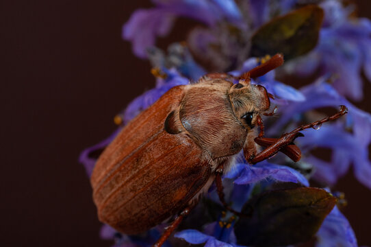 Tree-beetle (Melolontha vulgaris)
