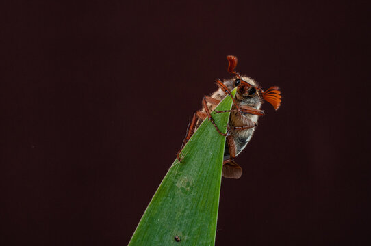 Tree-beetle (Melolontha vulgaris)