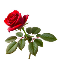 Red rose with green leaves isolated on transparent background