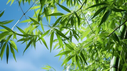 Obraz premium green chinese bamboo tree