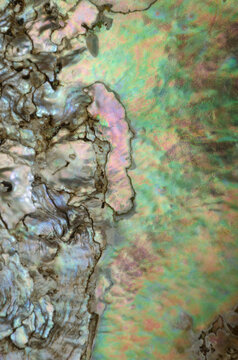 Closeup macro interior abalone shell patterns iridescent colors 