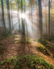 Obraz premium dense forest in autumn with colored leaves and sun shining through fog
