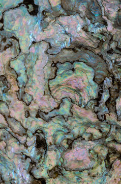 Closeup macro interior patterns iridescent colors abalone shell
