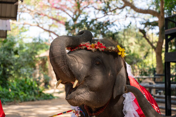 かわいい子供の象