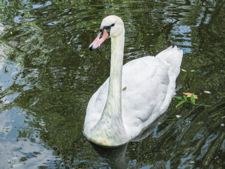 Swan on the water