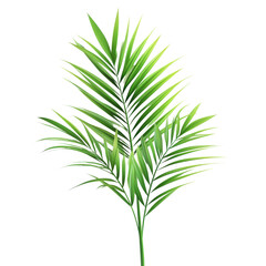 Obraz premium Tall palm tree standing gracefully against a clear sky, representing tropical vibes and natural beauty in any landscape isolated white background