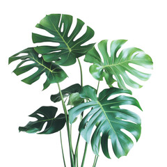 A striking monster plant thriving in natural light with lush green leaves creating a dramatic focal point isolated white background